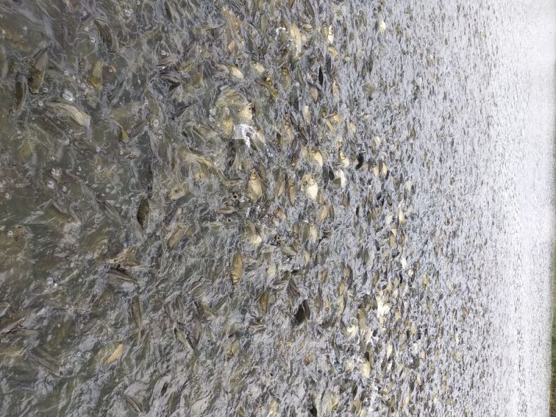 黄金鲫