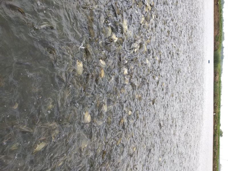 黄金鲫