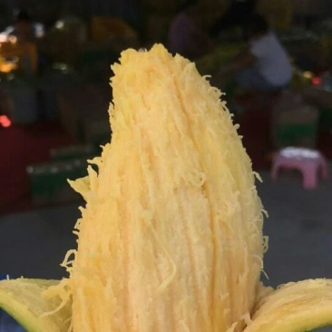 桂七芒