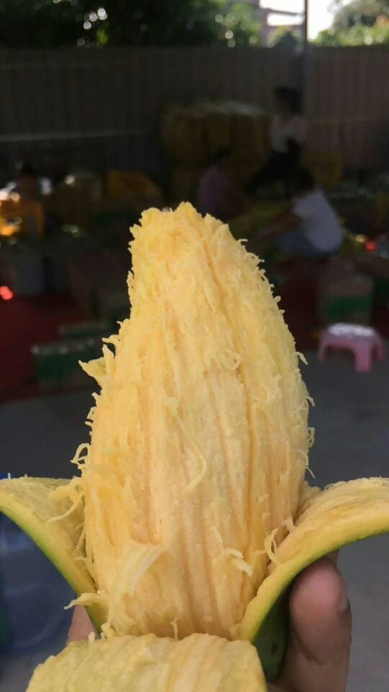 桂七芒