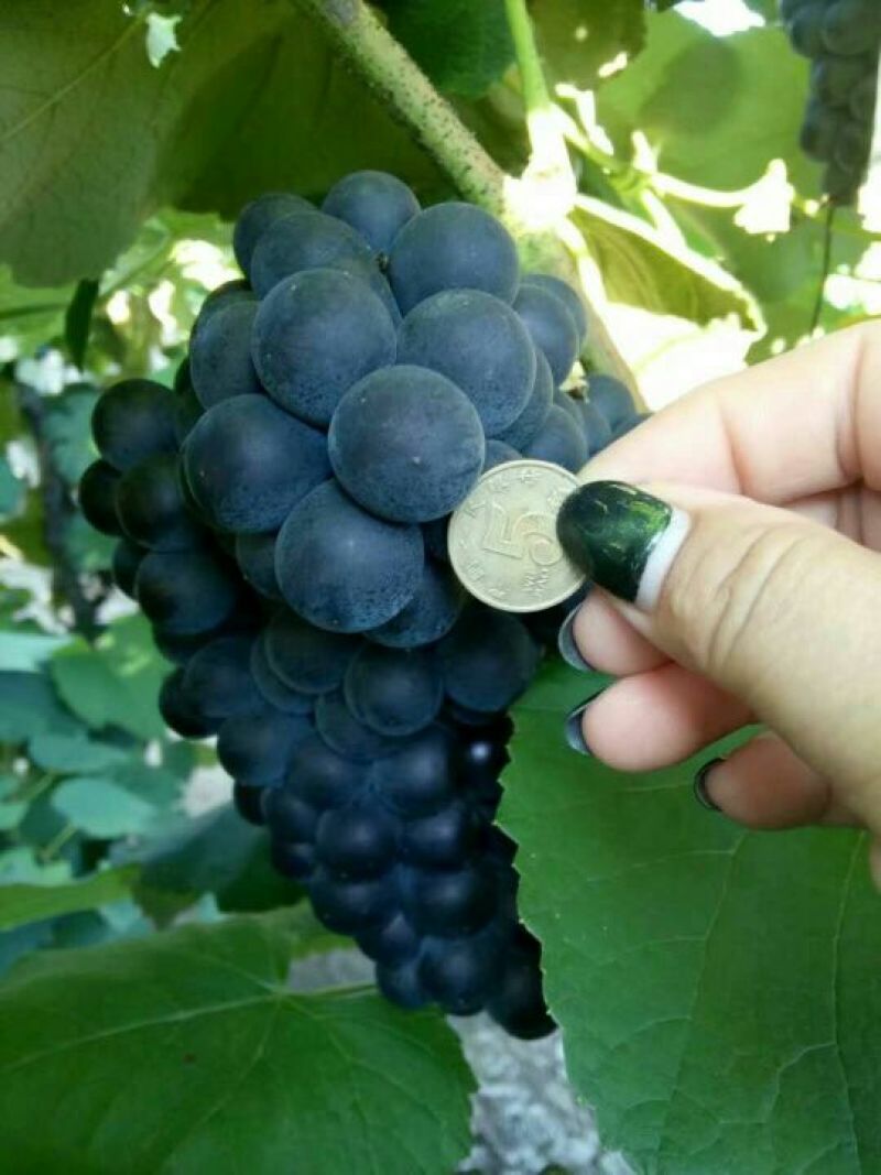 康贝尔葡萄，辽西特产，口感独特。是深加工优质品种