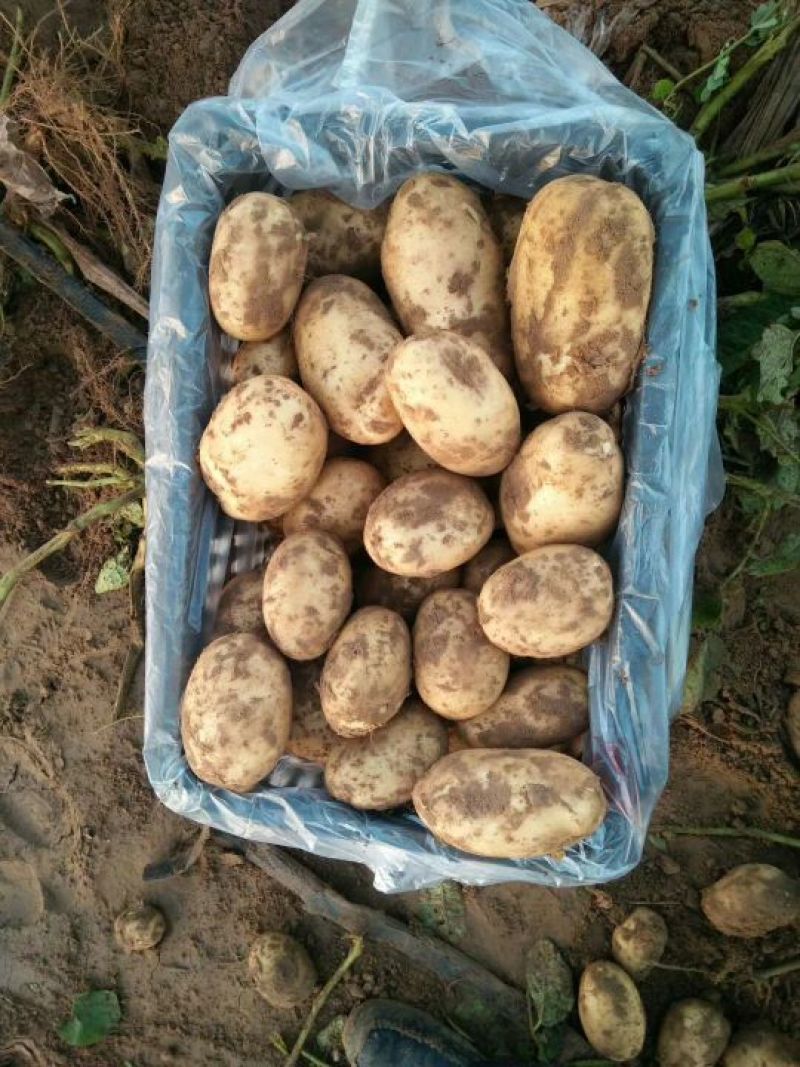 陕北精品希森六号土豆大货中货大量出库，价格合理