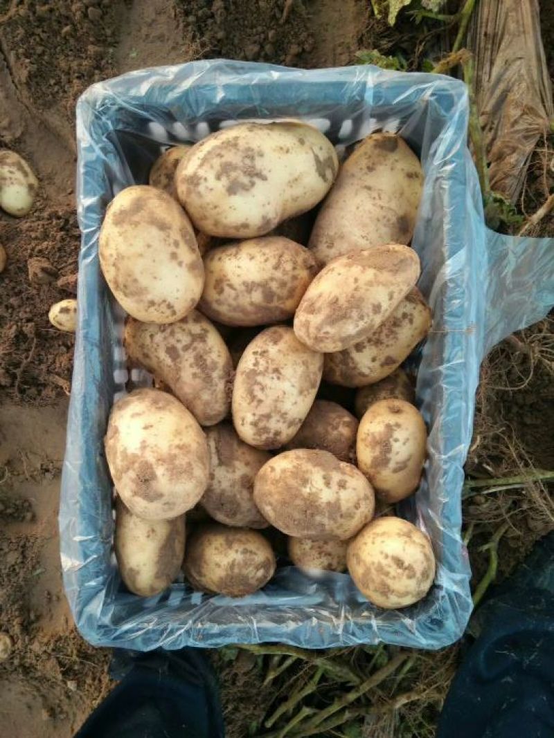 陕北精品希森六号土豆大货中货大量出库，价格合理