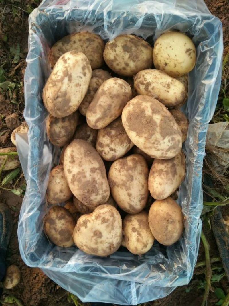 陕北精品希森六号土豆大货中货大量出库，价格合理