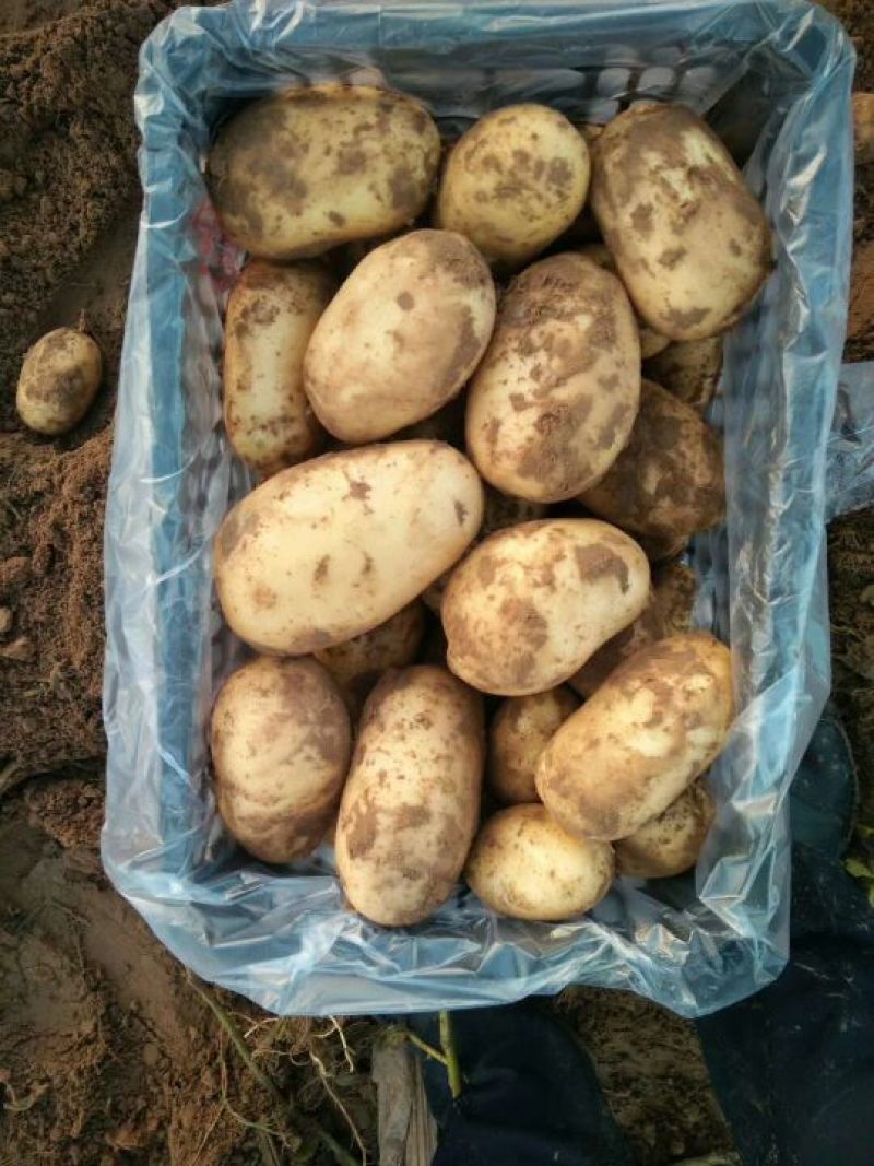 陕北精品希森六号土豆大货中货大量出库，价格合理
