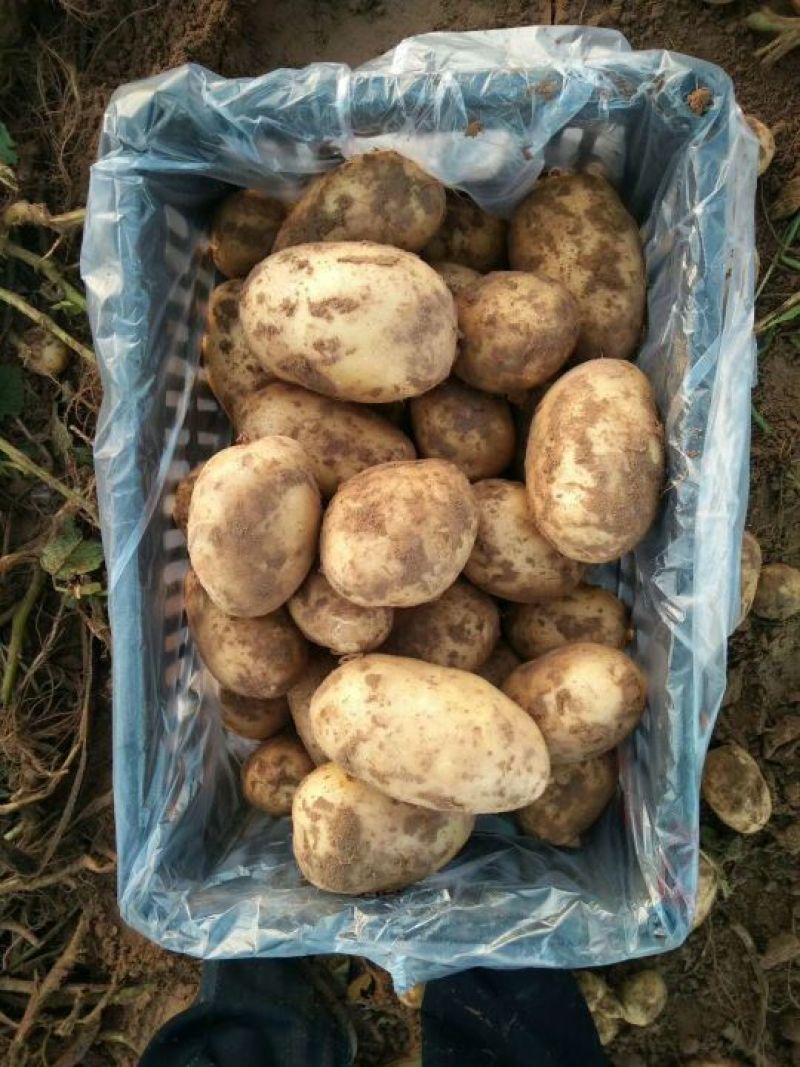 陕北精品希森六号土豆大货中货大量出库，价格合理