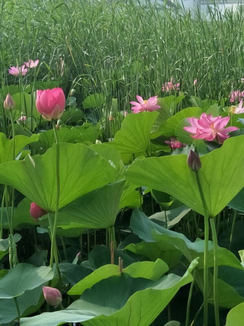 盆栽荷花，睡莲