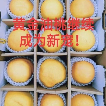 大连普兰店陆地黄油桃油八黄金蜜油桃个大皮毛亮甜甜的