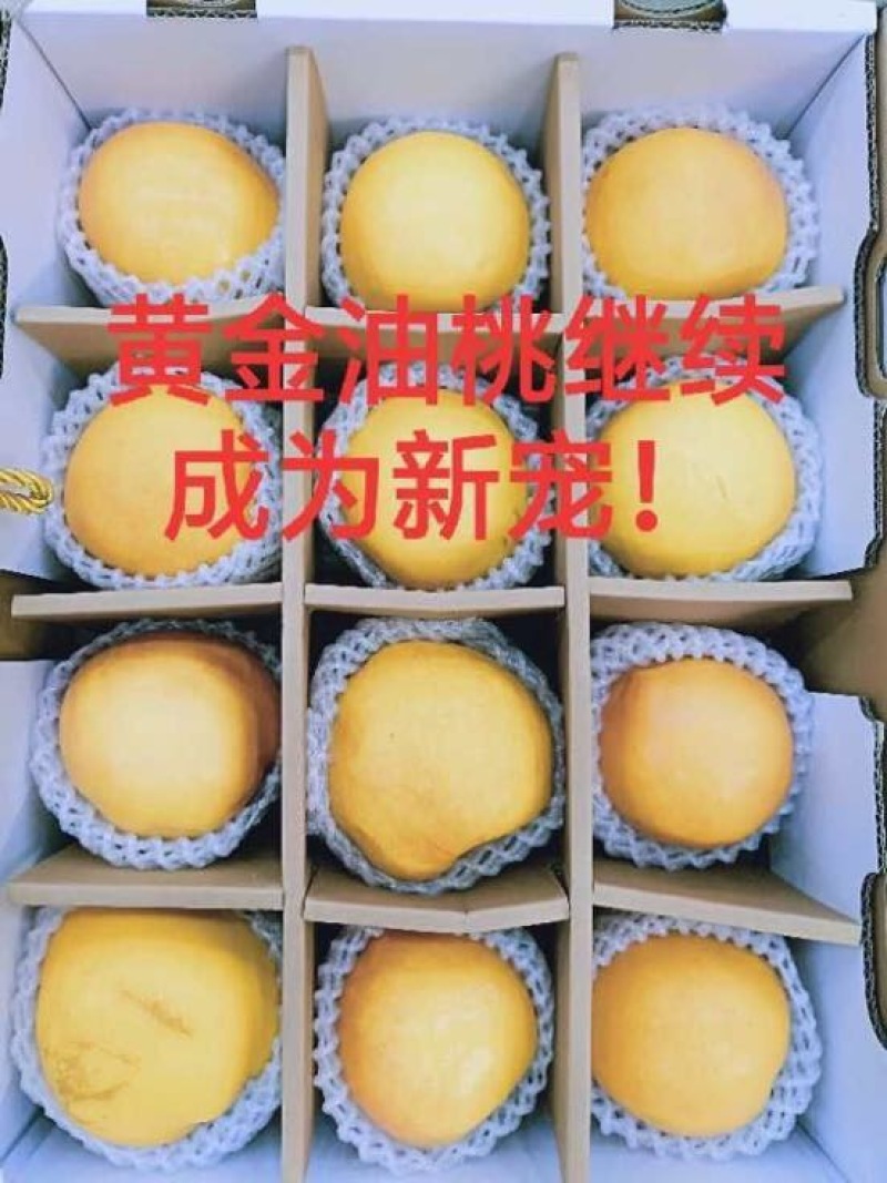 大连普兰店陆地黄油桃油八黄金蜜油桃个大皮毛亮甜甜的