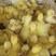 四季鹅苗，合作养殖，包回收，产蛋量60到80枚，包运输