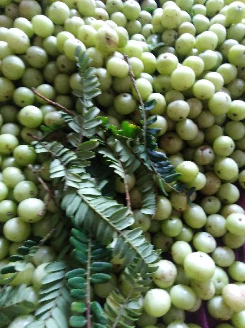 玻璃油甘种大粒油甘潮汕特余甘果牛甘果加工