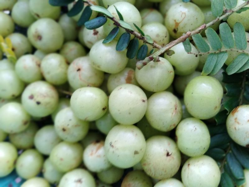 玻璃油甘种大粒油甘潮汕特余甘果牛甘果加工