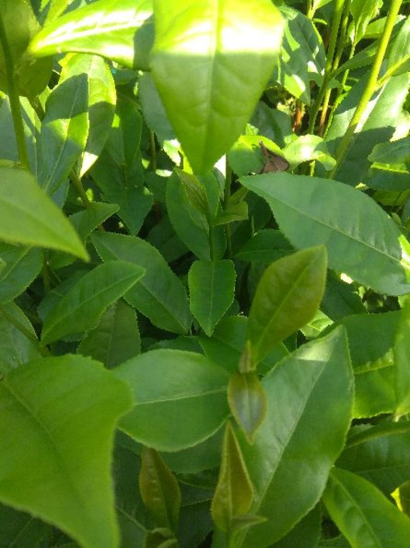 蒙山9号茶苗