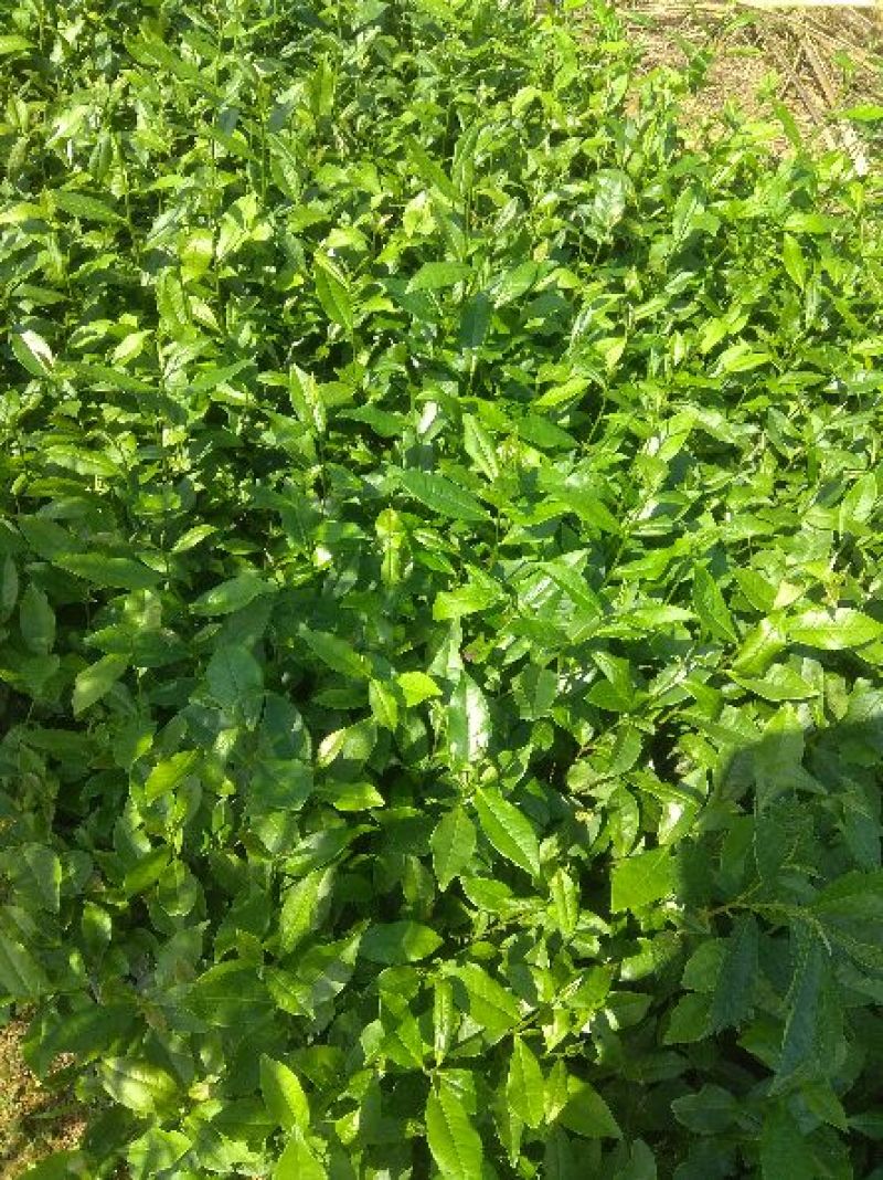 蒙山9号茶苗