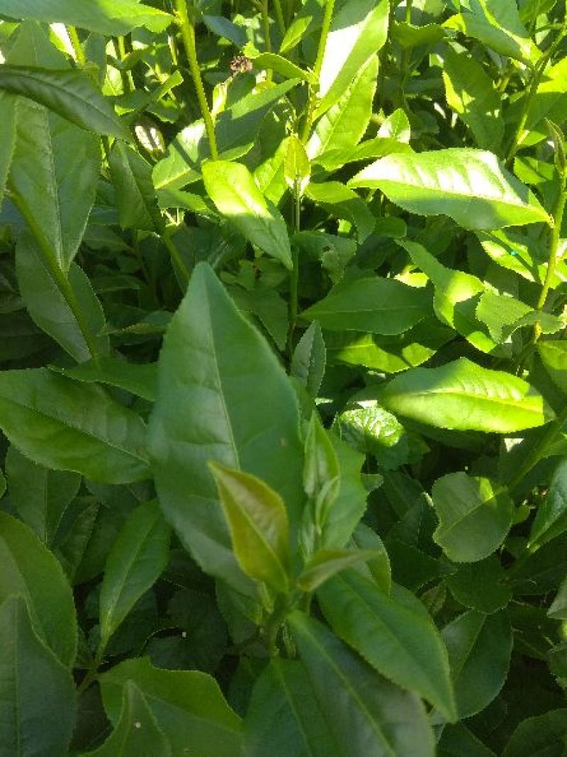 蒙山9号茶苗