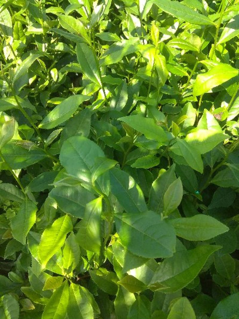 蒙山9号茶苗