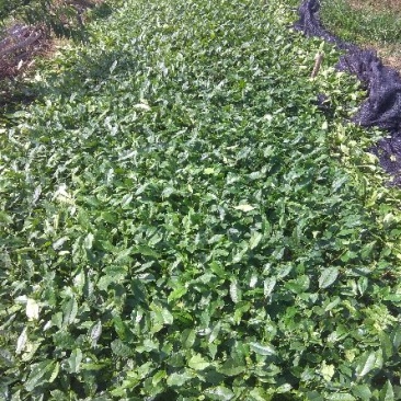 蒙山9号茶苗