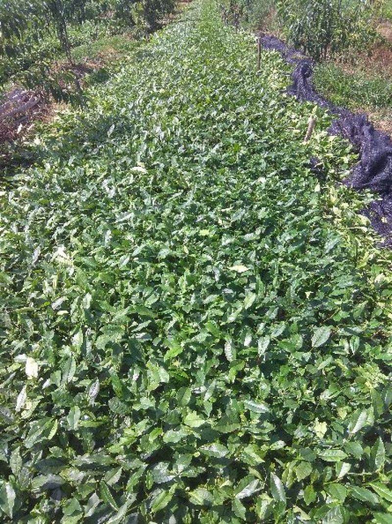 蒙山9号茶苗