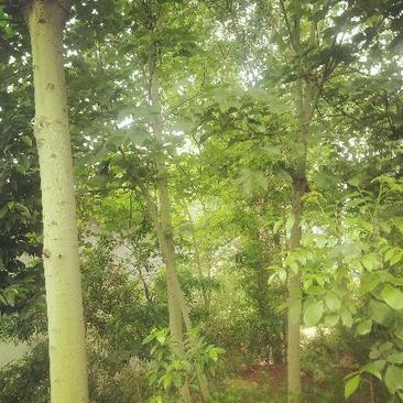 青桐树诚信第一，保证质量。很好的绿化苗木。好种好活。