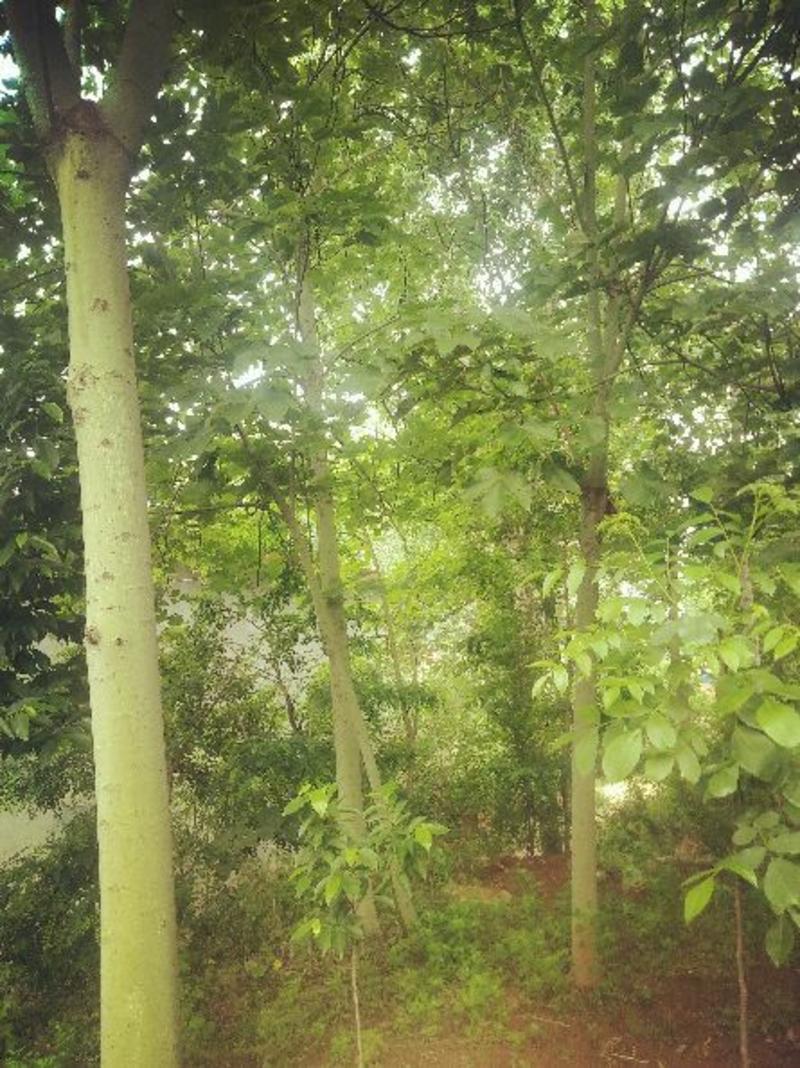 青桐树诚信第一，保证质量。很好的绿化苗木。好种好活。