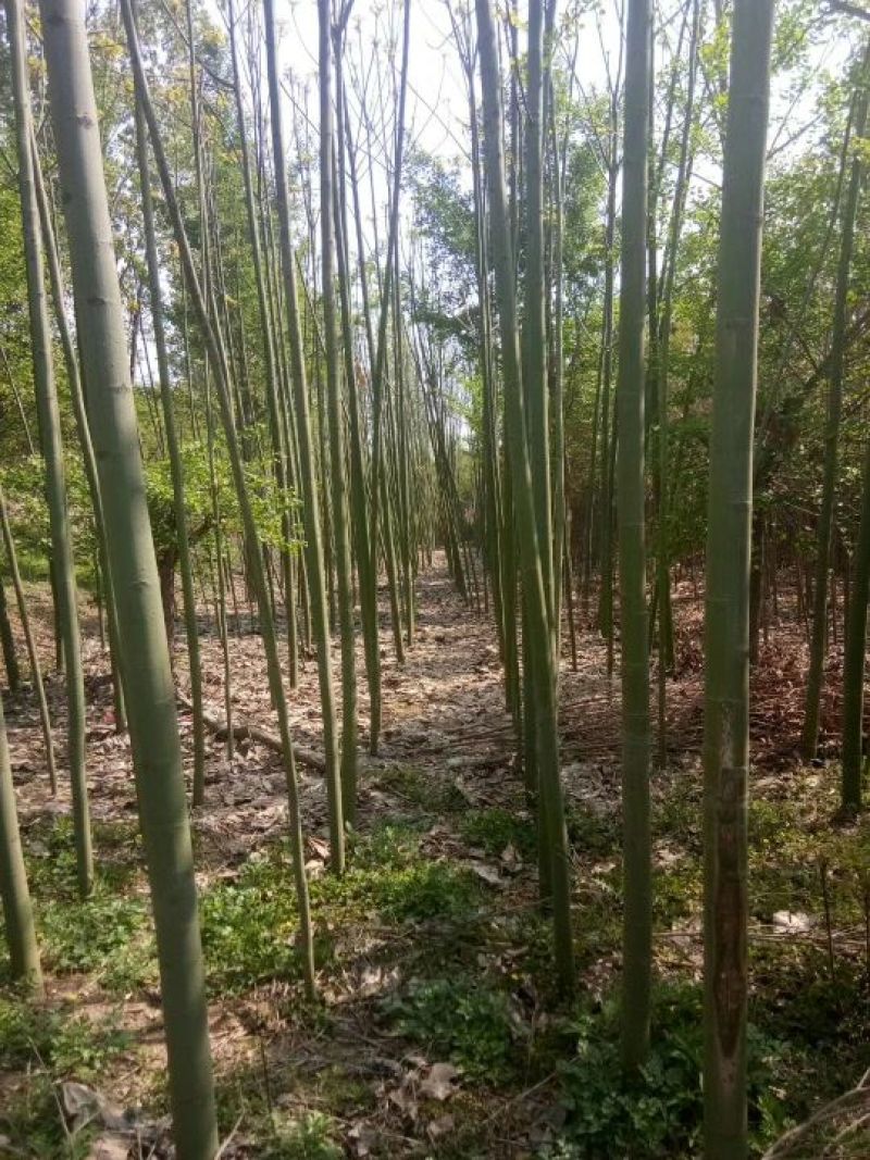 青桐树诚信第一，保证质量。很好的绿化苗木。好种好活。