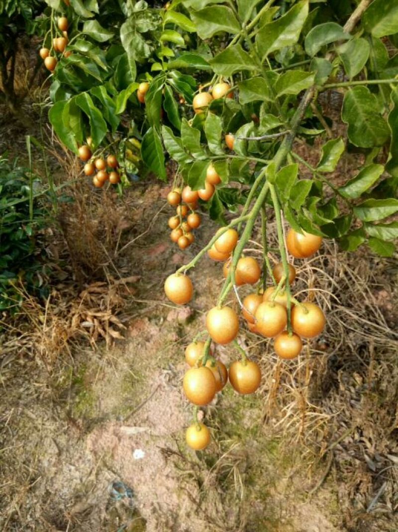 优质鸡心黄皮果，无核黄皮果