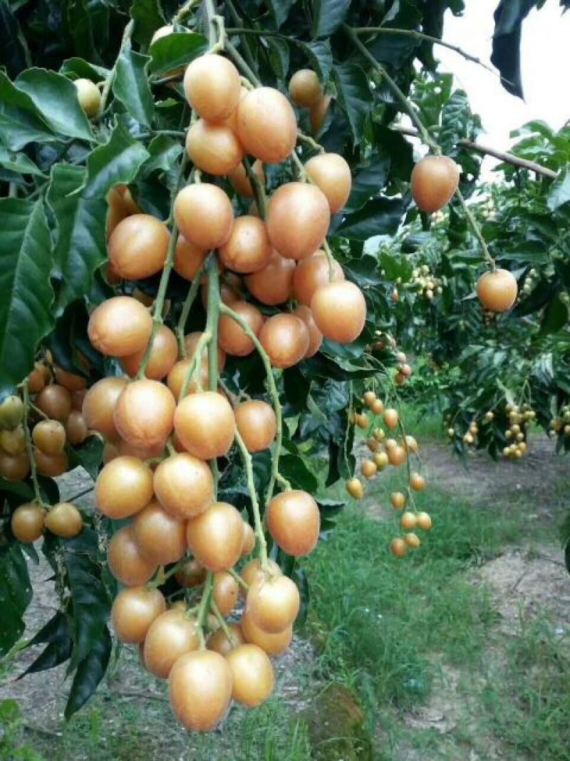 优质鸡心黄皮果，无核黄皮果