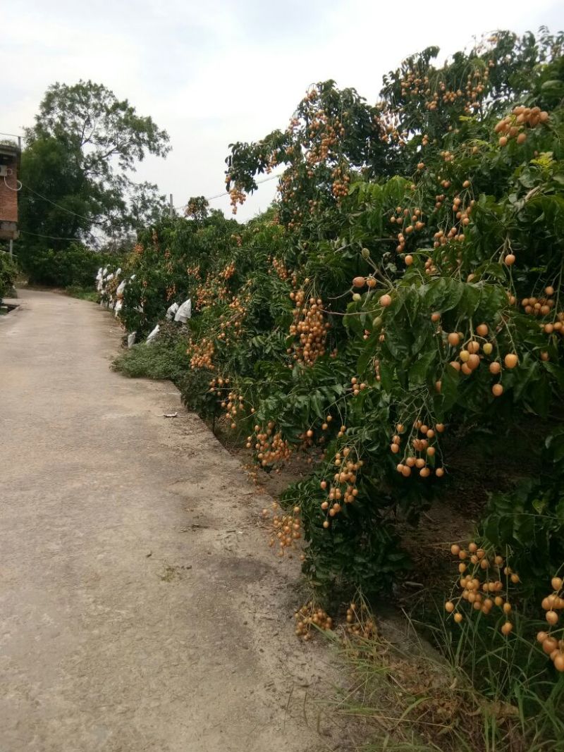 优质鸡心黄皮果，无核黄皮果