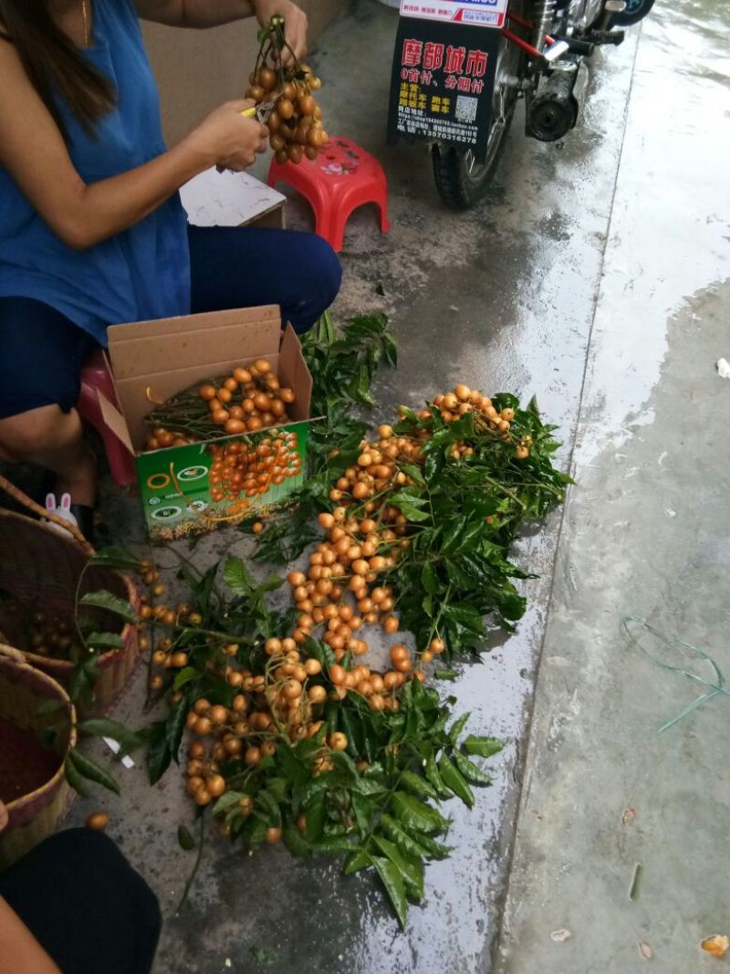优质鸡心黄皮果，无核黄皮果