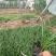 麦冬草基地直供质优价廉欢迎实地考察