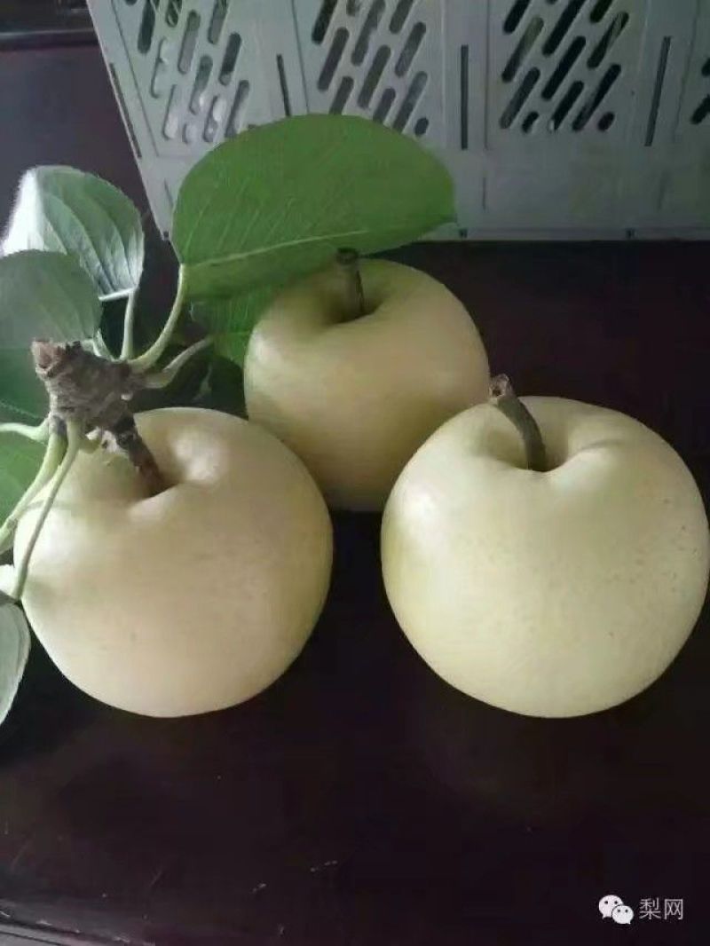 皇冠梨