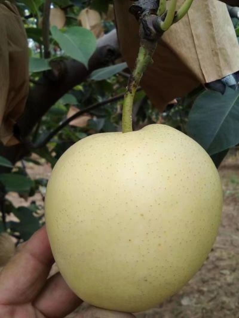 皇冠梨