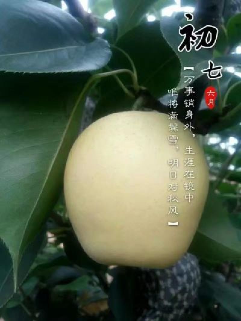 皇冠梨