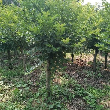 樱花5到10公分基地直销，大量有货低于市
