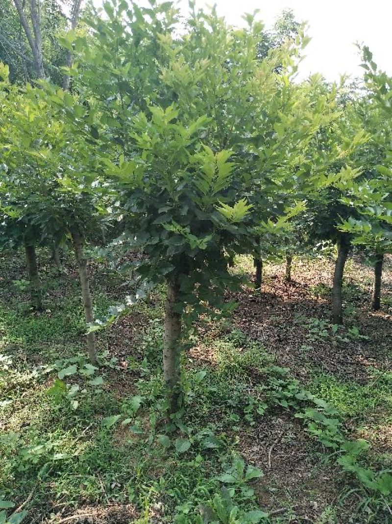 樱花5到10公分基地直销，大量有货低于市