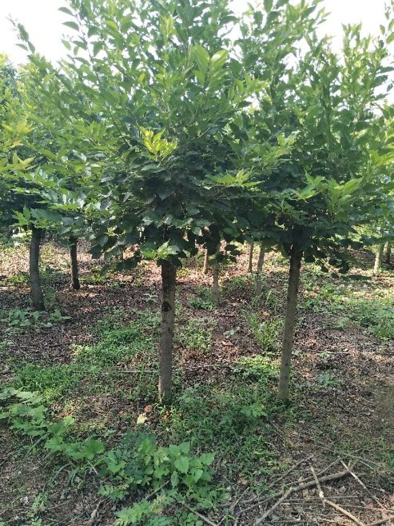 樱花5到10公分基地直销，大量有货低于市