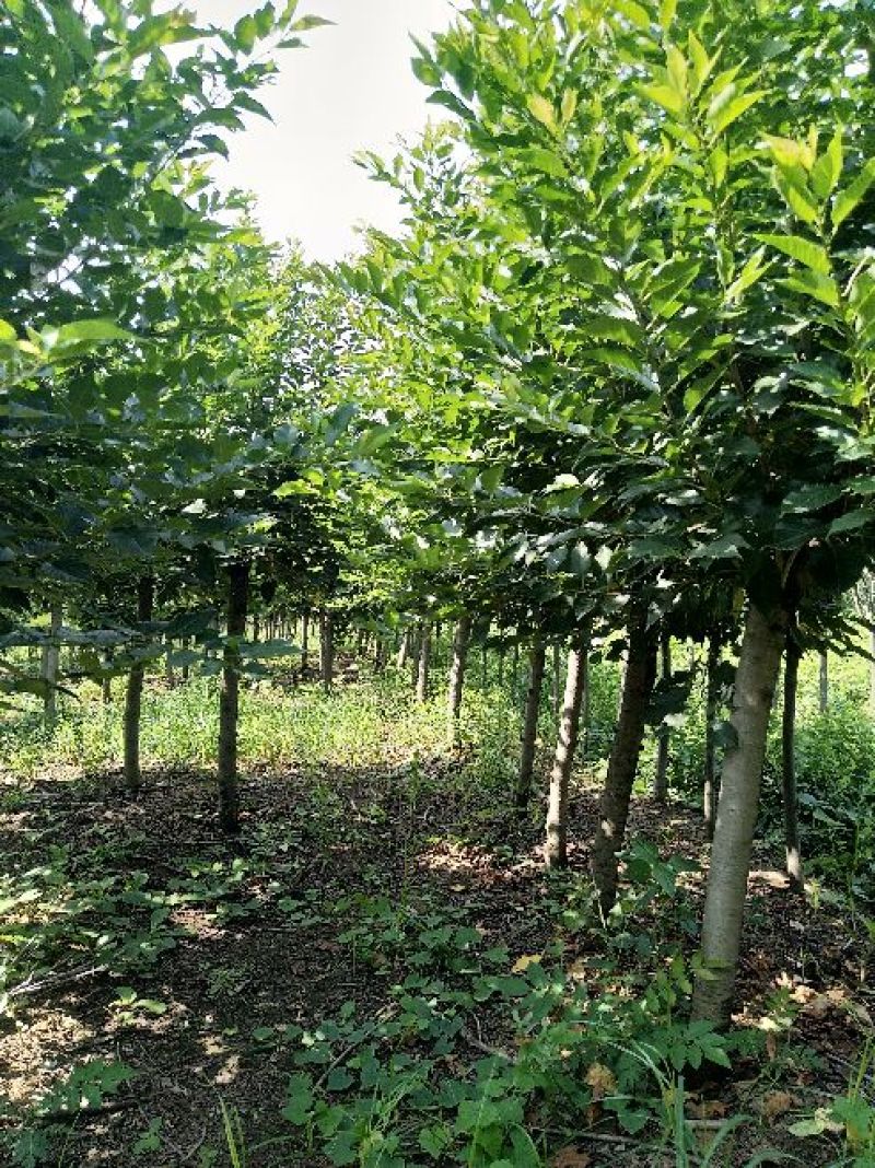 樱花5到10公分基地直销，大量有货低于市