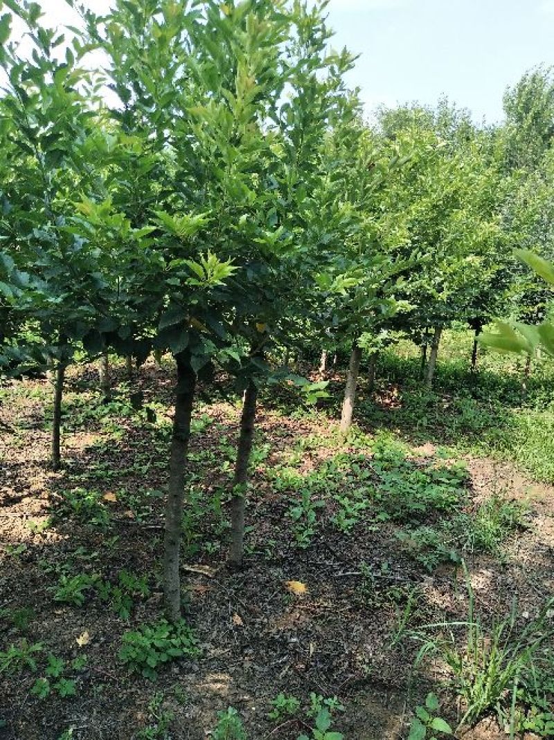 樱花5到10公分基地直销，大量有货低于市