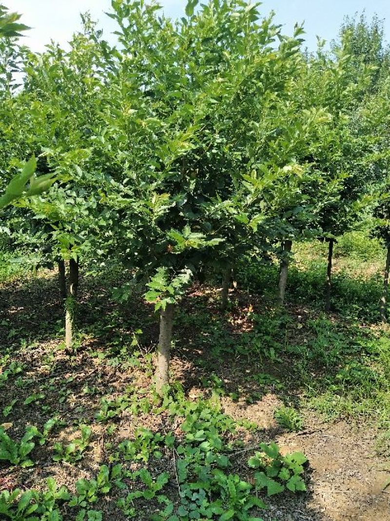 樱花5到10公分基地直销，大量有货低于市