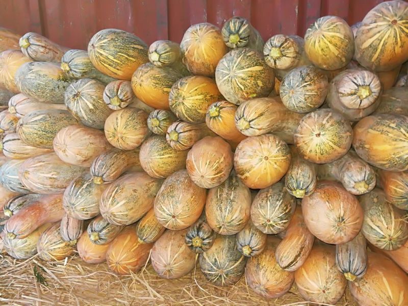 金韩密本0.65上车