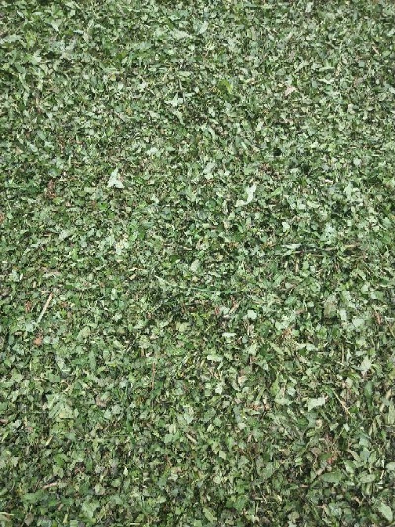 墨旱莲新货鲜切片子
