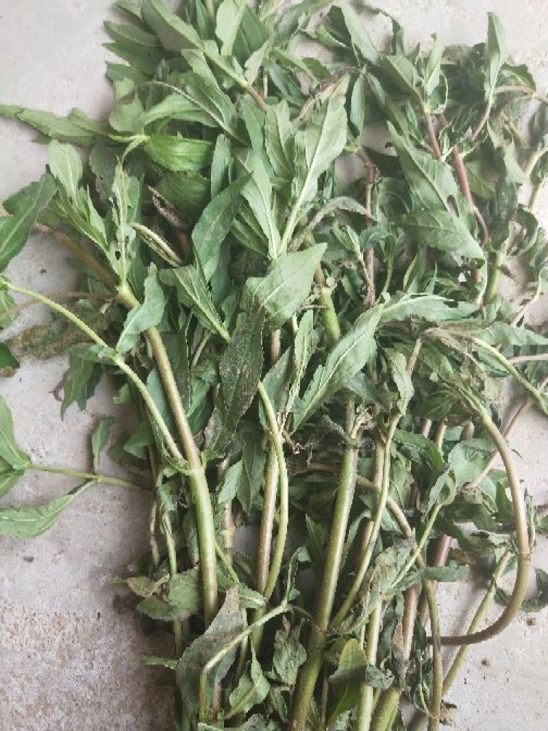 墨旱莲新货鲜切片子