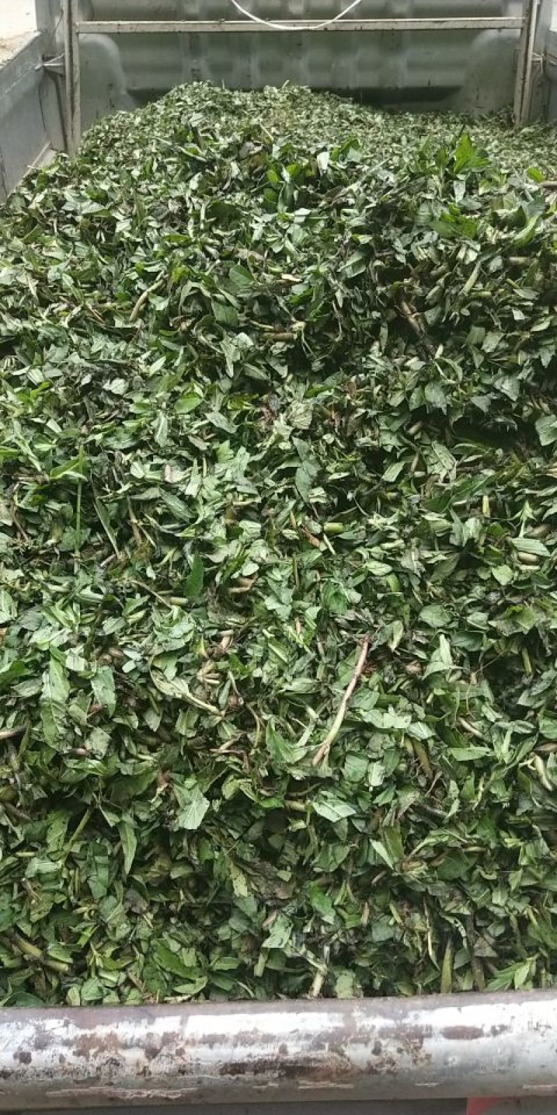 墨旱莲新货鲜切片子