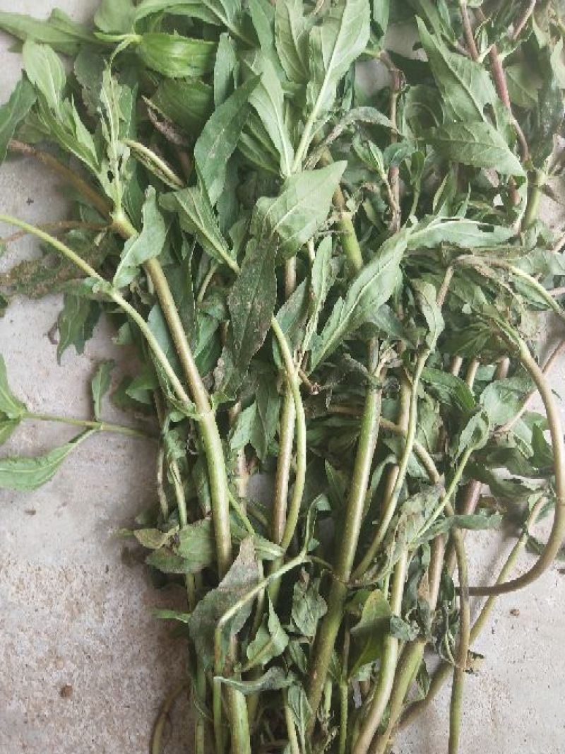 墨旱莲新货鲜切片子