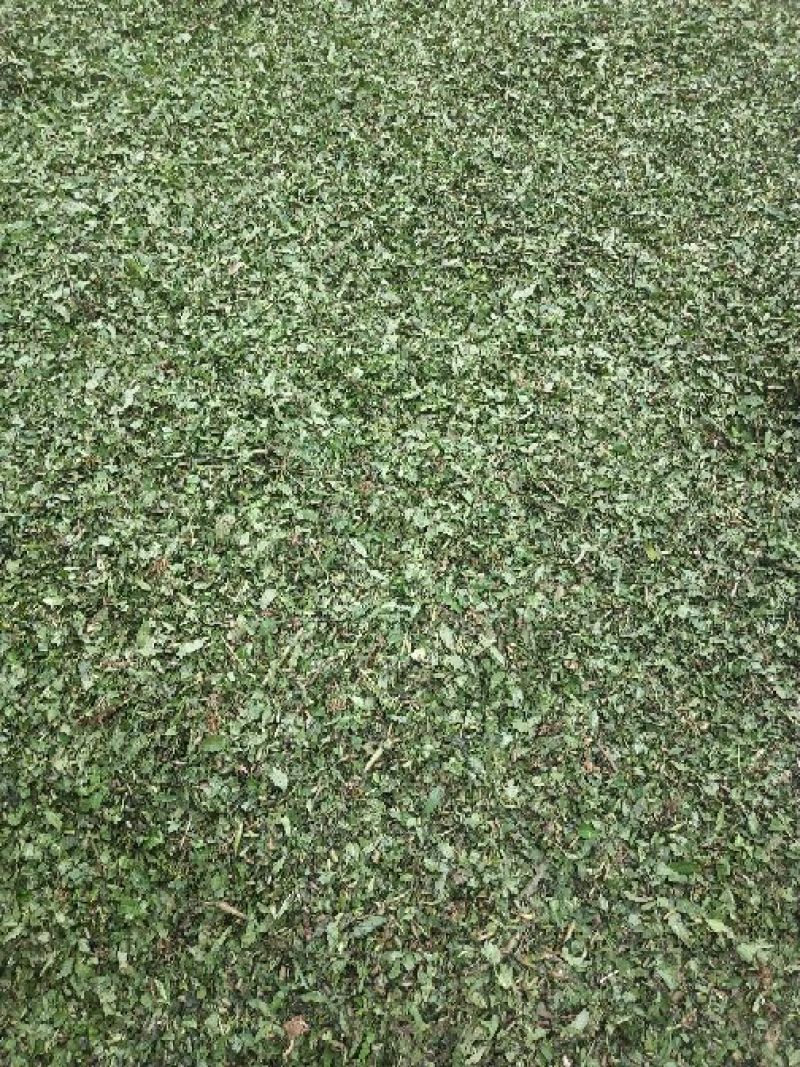 墨旱莲新货鲜切片子