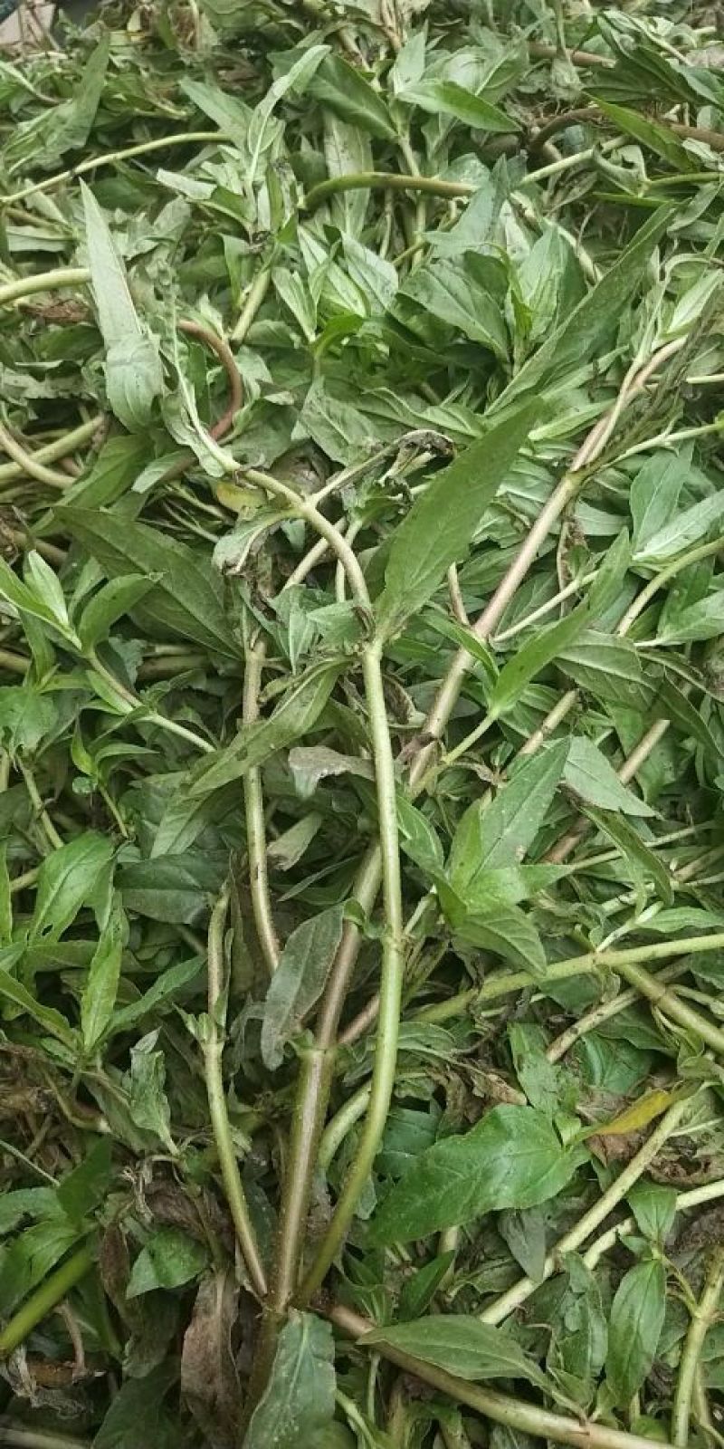 墨旱莲新货鲜切片子