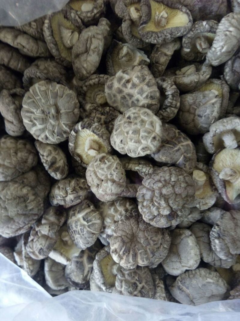 （优选）剪腿干香菇，茶花菇，随县知名特产