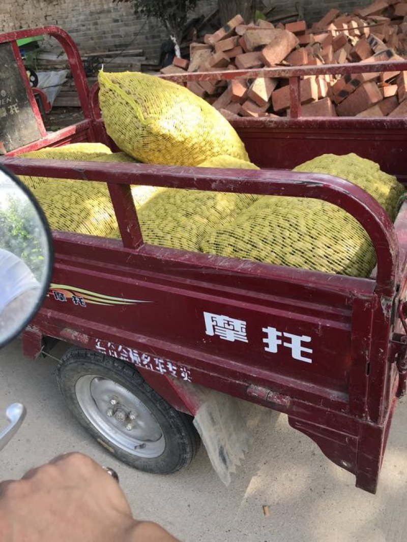 花育16花生鲜货带壳