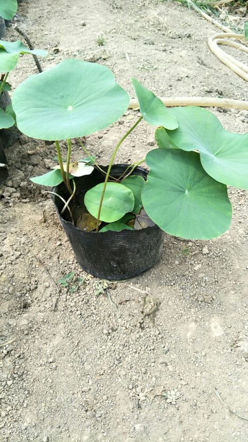 盆栽荷花，睡莲，浮岛