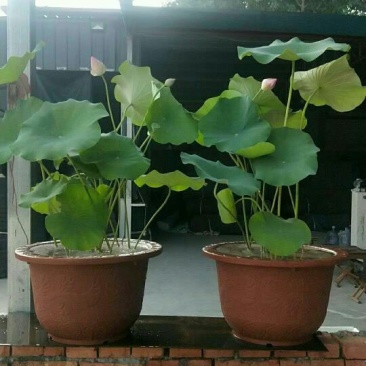 荷花品种苗工程苗量大从优
